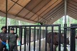 Suaka Rhino Sumatera (SRS) segera diperluas