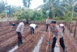 Polres Pasaman Barat manfaatkan pekarangan kantor untuk tanam jagung