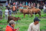 Peternak menjajakan sapi pedaging miliknya yang dijual di Pasar Hewan, Lumajang, Jawa Timur, Jumat (6/12/2024). Balai Besar Veteriner (BBVet) Wates Kementerian Pertanian (Kementan) melakukan penyelidikan epidemiologi (PE) sebagai tindak lanjut atas temuan kasus penyakit mulut dan kuku (PMK) yang tercatat di Dinas Ketahanan Pangan dan Pertanian (DKPP) Lumajang mencapai 148 ekor sapi sejak Januari-November 2024 untuk memastikan kejadian kasus PMK serta mengidentifikasi penyebab dan dampak penyakit terhadap populasi ternak di wilayah tersebut. ANTARA Jatim/Irfan Sumanjaya/mas.