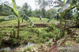 Warga mengumpulkan rumput untuk pakan di area lahan yang terbelah terdampak bencana pergerakan tanah di Kadupandak, Kabupaten Cianjur, Jawa Barat, Sabtu (7/11/2024). Badan Penanggulangan Bencana Daerah (BPBD) Cianjur mendata bahwa sembilan kecamatan di Kabupaten Cianjur yakni Kadupandak, Takokak, Pasirkuda, Cibinong, Agrabinta, Leles, Tanggeung, Sindangbarang serta Pagelaran termasuk zona rawan bencana pergerakan tanah sehingga menghimbau warga kawasan sekitar untuk terus waspada dan siaga. ANTARA FOTO/Novrian Arbi/agr