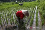 Petani membersihkan rumput liar di sekitar tanaman padi di Kecamatan Cinangka, Kabupaten Serang, Banten, Minggu (8/12/2024). Badan Pusat Statistik (BPS) Banten mencatat pada bulan November 2024 nilai tukar petani (NTP) Banten sebesar 108,78 atau mengalami penurunan sebesar 0,81 persen dibandingkan bulan sebelumnya dikarenakan turunnya indeks harga diterima petani (It) sebesar 0,22 persen dan naiknya indeks harga dibayar petani (Ib) sebesar 0,60 persen, sementara nilai tukar usaha pertanian (NTUP) sebesar 113,60 atau turun 0,31 persen dibandingkan bulan sebelumnya. ANTARA FOTO/Angga Budhiyanto/gp