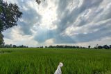 Lampung usulkan 33 ribu hektare sawah baru untuk dukung swasembada