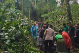 Dua WNA meninggal akibat pohon tumbang di Ubud