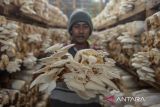 Petani memanen jamur tiram di Kasemen, Kota Serang, Banten, Selasa (10/12/2024). Budi daya jamur dalam media tanam bahan organik tersebut dapat dipanen hingga delapan ton dalam kurun waktu enam bulan dan dijual dengan harga Rp13 ribu - Rp15 ribu per kilogram. ANTARA FOTO/Putra M. Akbar/gp