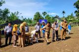 Lapas Lubuk Basung Agam tanam jagung dukung program kemandirian pangan