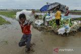 Sejumlah petani memilah semangka di Desa Kubang Puji, Pontang, Kabupaten Serang, Banten, Selasa (10/12/2024). Menurut petani setempat, mereka terpaksa memanen semangka sebanyak lima ton karena lahannya terendam banjir. ANTARA FOTO/Putra M. Akbar/gp