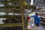 Petani milenial memanen telur burung puyuh di Desa Margaluyu, Kecamatan Manonjaya, Kabupaten Tasikmalaya, Jawa Barat, Selasa (10/12/2024). Peternak yang membudidayakan 1.000 ekor burung puyuh dan menghasilkan 11 kg telur puyuh per hari itu nantinya akan berkolaborasi dengan Badan Usaha Milik Desa (BUMDes) untuk menjadi pemasok pangan dalam program makan bergizi gratis. ANTARA FOTO/Adeng Bustomi/agr