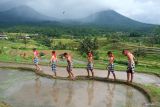 Sejumlah anak berjalan di area persawahan saat menampilkan atraksi budaya di Desa Wisata Jatiluwih, Tabanan, Bali, Senin (9/12/2024). Wakil Menteri Pariwisata Ni Luh Puspa mengatakan Desa Jatiluwih menjadi percontohan untuk mengembangkan desa wisata di daerah-daerah lainnya di Indonesia dengan konsep pariwisata dan budaya berjalan beriringan. ANTARA FOTO/Nyoman Hendra Wibowo/wsj.