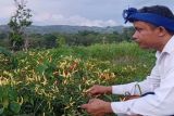 Kisah petani Sumba Barat berdaya berkat Nusatani