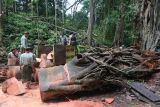Sejumlah pekerja dan warga bergotong-royong membersihkan batang dari pohon yang tumbang di area objek wisata Monkey Forest, Ubud, Gianyar, Bali, Rabu (11/12/2024). Objek wisata tersebut ditutup sementara imbas dua wisatawan mancanegara meninggal dunia akibat tertimpa pohon tumbang pada Selasa (10/12/2024). ANTARA FOTO/Nyoman Hendra Wibowo/wsj.