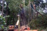 Seorang pekerja memotong batang pohon menggunakan gergaji mesin pascapohon tumbang di area objek wisata Monkey Forest, Ubud, Gianyar, Bali, Rabu (11/12/2024). Objek wisata tersebut ditutup sementara imbas dua wisatawan mancanegara meninggal dunia akibat tertimpa pohon tumbang pada Selasa (10/12/2024). ANTARA FOTO/Nyoman Hendra Wibowo/wsj.