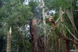 Seorang pekerja memotong batang pohon menggunakan gergaji mesin pascapohon tumbang di area objek wisata Monkey Forest, Ubud, Gianyar, Bali, Rabu (11/12/2024). Objek wisata tersebut ditutup sementara imbas dua wisatawan mancanegara meninggal dunia akibat tertimpa pohon tumbang pada Selasa (10/12/2024). ANTARA FOTO/Nyoman Hendra Wibowo/wsj.
