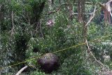 Seorang pekerja memotong pohon menggunakan gergaji mesin di dekat garis polisi di area objek wisata Monkey Forest, Ubud, Gianyar, Bali, Rabu (11/12/2024).  Objek wisata tersebut ditutup sementara imbas dua wisatawan mancanegara meninggal dunia akibat tertimpa pohon tumbang pada Selasa (10/12/2024). ANTARA FOTO/Nyoman Hendra Wibowo/wsj.