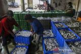 Nelayan mengangkut ikan hasil tangkapan di tempat pelelangan ikan (TPI) Panimbang, Kabupaten Pandeglang, Banten, Sabtu (14/12/2024). Kementerian Kelautan dan Perikanan terus mengoptimalkan potensi pangan biru untuk mendukung swasembada pangan nasional dan memenuhi kebutuhan pasar perikanan global yang sejauh ini telah menjangkau 133 negara dengan nilai ekspor tahun 2023 mencapai 5,6 miliar dolar AS atau Rp88,71 triliun. ANTARA FOTO/Angga Budhiyanto/gp