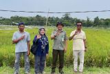 BSIP Kepri: Padi Kelompok Tani Poyotomo Makmur di Bintan siap di panen