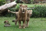 Singa (Panthera Leo) jantan bernama Zeus berumur 1,5 tahun bersama singa (Panthera Leo) betina bernama Kiara berumur 1 tahun berada di kandang di Kebun Binatang Surabaya, Surabaya, Jawa Timur, Minggu (15/12/2024). Dua ekor singa putih itu merupakan koleksi baru di Kebun Binatang Surabaya hasil pertukaran satwa dengan Lembang Zoo. Antara Jatim/Didik Suhartono/um