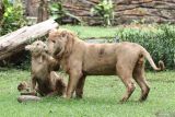 Singa (Panthera Leo) jantan bernama Zeus berumur 1,5 tahun bermain bersama singa (Panthera Leo) betina bernama Kiara berumur 1 tahun di kandang di Kebun Binatang Surabaya, Surabaya, Jawa Timur, Minggu (15/12/2024). Dua ekor singa putih itu merupakan koleksi baru di Kebun Binatang Surabaya hasil pertukaran satwa dengan Lembang Zoo. Antara Jatim/Didik Suhartono/um