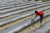 Petani melubangi plastik mulsa di Unyur, Kota Serang, Banten, Minggu (15/12/2024). Menurut petani, penggunaan plastik mulsa pada media tanam tersebut untuk menjaga kelembaban tanah tetap stabil dan menghambat pertumbuhan gulma saat musim hujan. ANTARA FOTO/Putra M. Akbar/gp