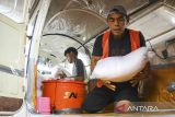 Petugas memasukkan garam ke dalam pesawat Britten Norman BN2T PK-WMN untuk operasi modifikasi cuaca di Bandara Budiarto, Curug, Kabupaten Tangerang, Banten, Senin (16/12/2024). Badan Penanggulangan Bencana Daerah (BPBD) DKI Jakarta melaksanakan operasi modifikasi cuaca tahap II selama empat hari dengan melakukan penyemaian garam di udara sebagai upaya meminimalisir terjadinya curah hujan tinggi penyebab bencana hidrometeorologi di wilayah Jakarta. ANTARA FOTO/Sulthony Hasanuddin/gp