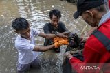 Sejumlah warga mengangkut sampah dari aliran Sungai Sumur Tujuh saat acara Kick Off Hari Kesetiakawanan Sosial Nasional (HKSN) 2024 di Desa Talaga, Mancak, Kabupaten Serang, Banten, Senin (16/12/2024). Kegiatan kerja bakti membersihkan dan merevitalisasi sungai sepanjang satu kilometer yang diikuti oleh 250 orang tersebut sebagai bagian dari HKSN yang diperingati setiap 20 Desember. ANTARA FOTO/Putra M. Akbar/gp