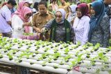 Menteri Pemberdayaan Perempuan dan Perlindungan Anak (PPPA) Arifah Fauzi menanam sayur pakcoy di pertanian perkotaan saat mengunjungi Kampung Jimpitan, Kota Tangerang, Banten, Senin (16/12/2024). Dalam kunjungannya, MenPPPA Arifah Fauzi menyosialisasikan program prioritasnya yakni Ruang Bersama Indonesia, perluasan fungsi layanan pengaduan, serta satu data tentang perempuan dan anak berbasis desa. ANTARA FOTO/Sulthony Hasanuddin/gp