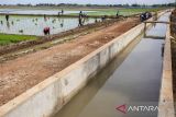 Petani menanam padi di sekitar saluran irigasi yang baru selesai dibangun di Pasekan, Indramayu, Jawa Barat, Senin (16/12/2024). Kementerian Pekerjaan Umum (PU) mengungkapkan rehabilitasi dan peningkatan jaringan irigasi yang dikerjakan sejak 2023 hingga 2024 telah mencapai 42.536 meter dari total yang harus direhabilitasi sekitar 87.274 meter guna mendukung swasembada pangan. ANTARA FOTO/Dedhez Anggara/agr