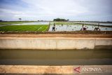 Petani menanam padi di sekitar saluran irigasi yang baru selesai dibangun di Pasekan, Indramayu, Jawa Barat, Senin (16/12/2024). Kementerian Pekerjaan Umum (PU) mengungkapkan rehabilitasi dan peningkatan jaringan irigasi yang dikerjakan sejak 2023 hingga 2024 telah mencapai 42.536 meter dari total yang harus direhabilitasi sekitar 87.274 meter guna mendukung swasembada pangan. ANTARA FOTO/Dedhez Anggara/agr