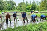 DPKP Palangka Raya kembangkan pertanian padi dukung ketahanan pangan