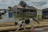 Seekor kucing melintas di dekat rumah yang terendam banjir rob di Kampung Cerocoh, Desa Domas, Kabupaten Serang, Banten, Rabu (18/12/2024). Balai Besar Meteorologi, Klimatologi dan Geofisika (BBMKG) Wilayah II mengimbau warga yang berada di pesisir wilayah Banten untuk mewaspadai terjadinya banjir rob hingga 20 Desember 2024 yang diakibatkan pasangnya air laut. ANTARA FOTO/Putra M. Akbar/gp