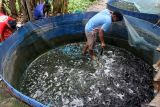 Pekerja memanen lele yang dibudidayakan dengan inovasi sistem teknologi air mengalir di Perut Buncit Farm, Ngawi, Jawa Timur, Rabu (18/11/2024). Menurut peternak budi daya lele sistem air mengalir tersebut mampu menghasilkan kualitas daging ikan lele yang lebih baik serta memiliki jangka waktu panen hanya 1,5 bulan atau lebih cepat dibandingkan sistem budi daya lele konvensional yang memerlukan waktu 3 bulan sehingga dinilai lebih menguntungkan untuk peternak. ANTARA Jatim/Ari Bowo Sucipto/mas.