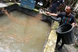 Peternak Habib Anshori memberi makan ikan lele yang dibudidayakan dengan inovasi sistem teknologi air mengalir di Perut Buncit Farm, Ngawi, Jawa Timur, Rabu (18/11/2024). Menurut peternak budi daya lele sistem air mengalir tersebut mampu menghasilkan kualitas daging ikan lele yang lebih baik serta memiliki jangka waktu panen hanya 1,5 bulan atau lebih cepat dibandingkan sistem budi daya lele konvensional yang memerlukan waktu 3 bulan sehingga dinilai lebih menguntungkan untuk peternak. ANTARA Jatim/Ari Bowo Sucipto/mas.