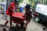 Pekerja menimbang ikan lele hasil panen yang dibudidayakan dengan inovasi sistem teknologi air mengalir di Perut Buncit Farm, Ngawi, Jawa Timur, Rabu (18/11/2024). Menurut peternak budi daya lele sistem air mengalir tersebut mampu menghasilkan kualitas daging ikan lele yang lebih baik serta memiliki jangka waktu panen hanya 1,5 bulan atau lebih cepat dibandingkan sistem budi daya lele konvensional yang memerlukan waktu 3 bulan sehingga dinilai lebih menguntungkan untuk peternak. ANTARA Jatim/Ari Bowo Sucipto/mas.