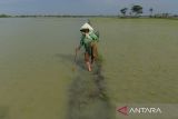 Petani berjalan melewati lahan persawahan yang terendam banjir di Kasemen, Kota Serang, Banten, Rabu (18/12/2024). Dinas Pertanian Provinsi Banten mencatat sebanyak 7.882,4 hektare sawah di wilayah Banten terendam banjir akibat tingginya curah hujan sehingga membuat petani terancam gagal panen. ANTARA FOTO/Putra M. Akbar/gp