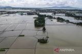 Foto udara lahan persawahan yang terendam banjir di Kasemen, Kota Serang, Banten, Rabu (18/12/2024). Dinas Pertanian Provinsi Banten mencatat sebanyak 7.882,4 hektare sawah di wilayah Banten terendam banjir akibat tingginya curah hujan sehingga membuat petani terancam gagal panen. ANTARA FOTO/Putra M. Akbar/gp