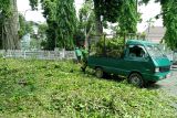 Alat pendeteksi kesehatan pohon diperlukan di Mataram