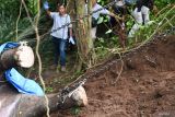 Petugas melakukan evakuasi seekor gajah sumatera (Elephas maximus sumatranus) koleksi Bali Zoo yang ditemukan mati di kawasan Sungai Cengceng, Desa Guwang, Gianyar, Bali, Selasa (17/12/2024). Gajah betina bernama Molly yang berusia 45 tahun tersebut ditemukan mati setelah terseret arus sungai yang debit airnya meningkat saat hujan deras pada Senin (16/12). ANTARA FOTO/Fikri Yusuf/wsj.