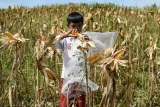 Seorang siswa memetik jagung saat panen jagung bersama di kawasan Mugirejo, Samarinda, Kalimantan Timur, Rabu (18/12/2024). Kelompok tani Tegal Rejo memanen jagung varietas Jakaring untuk pakan ternak pada lahan bekas tambang batu bara seluas dua hektare tersebut sebagai keberlanjutan produksi jagung pakan lokal. Antara Kaltim/M Risyal Hidayat