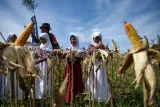 Sejumlah siswa memetik jagung saat panen jagung bersama di kawasan Mugirejo, Samarinda, Kalimantan Timur, Rabu (18/12/2024). Kelompok tani Tegal Rejo memanen jagung varietas Jakaring untuk pakan ternak pada lahan bekas tambang batu bara seluas dua hektare tersebut sebagai keberlanjutan produksi jagung pakan lokal. Antara Kaltim/M Risyal Hidayat