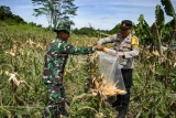 Kapolsek Sungai Pinang AKP Aksarudin Adam (kanan) bersama anggota Babinsa Koramil 02/Sungai Pinang memanen jagung di kawasan Mugirejo, Samarinda, Kalimantan Timur, Rabu (18/12/2024). Kelompok tani Tegal Rejo memanen jagung varietas Jakaring untuk pakan ternak pada lahan bekas tambang batu bara seluas dua hektare tersebut sebagai keberlanjutan produksi jagung pakan lokal. Antara Kaltim/M Risyal Hidayat