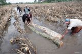 Pekerja memanfaatkan pematang-pematang sawah yang terendam banjir untuk memndahkan gelondongan kayu tebangan mereka menuju tepian di Desa Bendilwungu, Tulungagung, Jawa Timur, Kamis (19/12/2024). Selain menyebabkan gagal panen atau panen tidak optimal, banjir yang menggenangi ratusan hektare sawah di daerah itu selama 2-3 pekan terakhir menyebabkan petani tak bisa mengolah sawahnya sampai banjir surut dan cuaca kembali normal. ANTARA Jatim/Destyan Sujarwoko/mas.