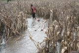 Pekerja memanfaatkan pematang-pematang sawah yang terendam banjir untuk memndahkan gelondongan kayu tebangan mereka menuju tepian di Desa Bendilwungu, Tulungagung, Jawa Timur, Kamis (19/12/2024). Selain menyebabkan gagal panen atau panen tidak optimal, banjir yang menggenangi ratusan hektare sawah di daerah itu selama 2-3 pekan terakhir menyebabkan petani tak bisa mengolah sawahnya sampai banjir surut dan cuaca kembali normal. ANTARA Jatim/Destyan Sujarwoko/mas.