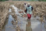 Pekerja memanfaatkan pematang-pematang sawah yang terendam banjir untuk memndahkan gelondongan kayu tebangan mereka menuju tepian di Desa Bendilwungu, Tulungagung, Jawa Timur, Kamis (19/12/2024). Selain menyebabkan gagal panen atau panen tidak optimal, banjir yang menggenangi ratusan hektare sawah di daerah itu selama 2-3 pekan terakhir menyebabkan petani tak bisa mengolah sawahnya sampai banjir surut dan cuaca kembali normal. ANTARA Jatim/Destyan Sujarwoko/mas.