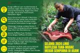 Selama 2024 Lima rafflesia tuan-mudae mekar sempurna di Agam