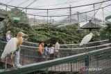 Pengunjung memberi makan burung kakatua di Jakarta Bird Land, Taman Impian Jaya Ancol, Jakarta, Sabtu (21/12/2024). Jakarta Bird Land yang merupakan objek wisata konservasi dan edukasi tentang burung dan memiliki ratusan koleksi spesies burung dari Indonesia maupun negara-negara lain tersebut dapat dijadikan salah satu rujukan wisata untuk mengisi libur Natal 2024 dan Tahun Baru 2025. ANTARA FOTO/Abdan Syakura/agr