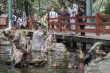 Pengunjung melihat berbagai spesies burung di Jakarta Bird Land, Taman Impian Jaya Ancol, Jakarta, Sabtu (21/12/2024). Jakarta Bird Land yang merupakan objek wisata konservasi dan edukasi tentang burung dan memiliki ratusan koleksi spesies burung dari Indonesia maupun negara-negara lain tersebut dapat dijadikan salah satu rujukan wisata untuk mengisi libur Natal 2024 dan Tahun Baru 2025. ANTARA FOTO/Abdan Syakura/agr