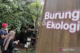 Pengunjung melihat burung julang emas (Rhyticeros undulatus) di Jakarta Bird Land, Taman Impian Jaya Ancol, Jakarta, Sabtu (21/12/2024). Jakarta Bird Land yang merupakan objek wisata konservasi dan edukasi tentang burung dan memiliki ratusan koleksi spesies burung dari Indonesia maupun negara-negara lain tersebut dapat dijadikan salah satu rujukan wisata untuk mengisi libur Natal 2024 dan Tahun Baru 2025. ANTARA FOTO/Abdan Syakura/agr