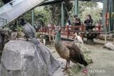 Pengunjung melihat berbagai spesies burung di Jakarta Bird Land, Taman Impian Jaya Ancol, Jakarta, Sabtu (21/12/2024). Jakarta Bird Land yang merupakan objek wisata konservasi dan edukasi tentang burung dan memiliki ratusan koleksi spesies burung dari Indonesia maupun negara-negara lain tersebut dapat dijadikan salah satu rujukan wisata untuk mengisi libur Natal 2024 dan Tahun Baru 2025. ANTARA FOTO/Abdan Syakura/agr