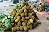 Musim durian, pedagang di Palembang tak asal buka lapak