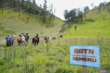 Sejumlah petugas mendaki Tanjakan Cinta di Kawasan Taman Nasional Bromo Tengger Semeru (TNBTS), Lumajang, Jawa Timur, Senin (23/12/2024). Pendakian Gunung Semeru mulai dibuka kembali dengan ketentuan kuota pendakian 200 orang per hari, batasan usia minimal 10 tahun dan maksimal 70 tahun dan hanya sampai di pendakian hingga Ranu Kumbolo. Antara Jatim/Irfan Sumanjaya/um