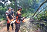 Pohon tumbang landa Padang Pariaman akibat cuaca ekstrem